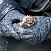 Zebra Mussel